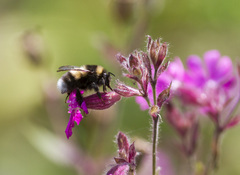 Bombus sporadicus