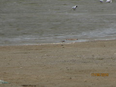 Calidris minuta