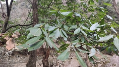 Machilus leptophylla