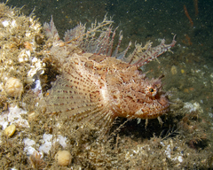 Hemitripterus americanus