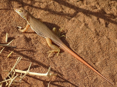 Meroles cuneirostris