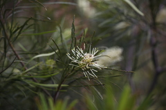 Grevillea exul