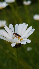 Cantharis flavilabris