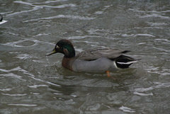 Anas crecca × platyrhynchos