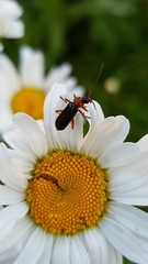 Cantharis flavilabris