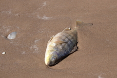 Conodon nobilis