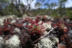 Drosera neocaledonica