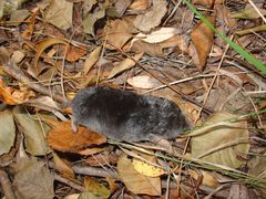 Talpa occidentalis