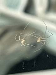 Pholcus phalangioides