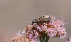Naupactus verecundus