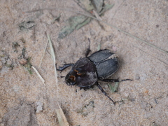 Diloboderus abderus