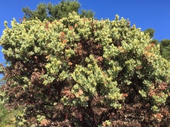 Arctostaphylos hooveri