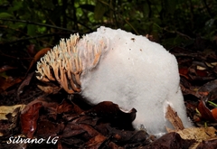 Phaeoclavulina cyanocephala