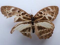 Catuna angustatum