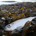 Pacific Herring - Photo (c) Rachel Munger, some rights reserved (CC BY-NC), uploaded by Rachel Munger