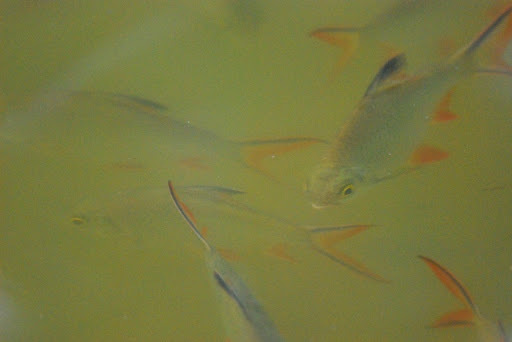 Tinfoil Barb from MacRitchie Reservoir on October 11, 2008 at 07:51 AM ...