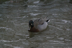 Anas crecca × platyrhynchos