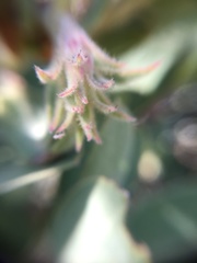 Arctostaphylos hooveri