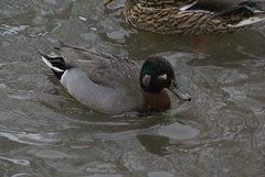 Anas crecca × platyrhynchos