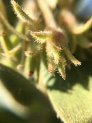 Arctostaphylos hooveri