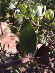 Arctostaphylos hooveri