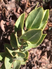 Arctostaphylos hooveri