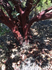 Arctostaphylos hooveri