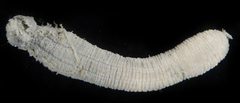 Edwardsia elegans