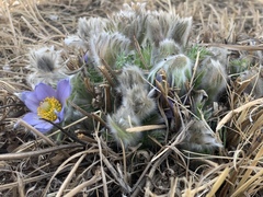 Pulsatilla turczaninovii