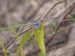 Hemiargus hanno hanno