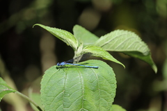 Argia medullaris