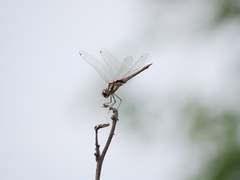 Tramea cophysa