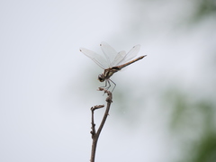 Tramea cophysa