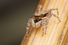 Menemerus bivittatus