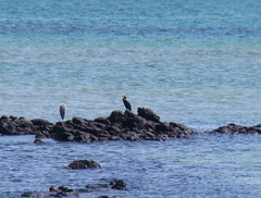 Phalacrocorax capillatus