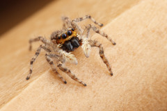 Menemerus bivittatus