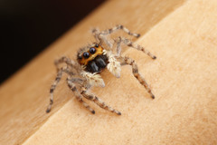 Menemerus bivittatus