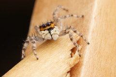 Menemerus bivittatus