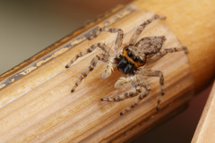 Menemerus bivittatus