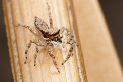 Menemerus bivittatus