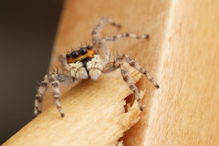 Menemerus bivittatus