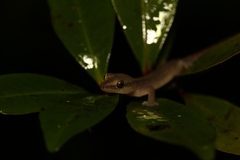 Bavayia septuiclavis