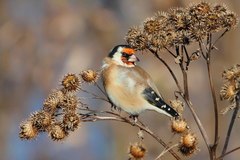 Carduelis carduelis