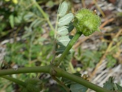 Tribulus cistoides