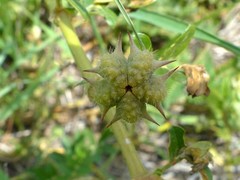 Tribulus cistoides