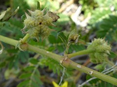 Tribulus cistoides