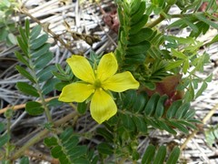 Tribulus cistoides