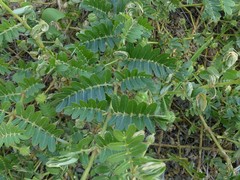 Tribulus cistoides