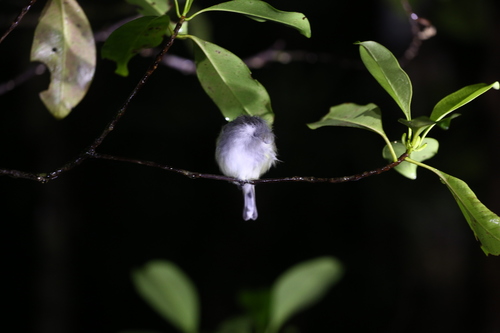 Fan-tailed Gerygone (Gerygone flavolateralis), photo 6
