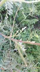 Eudiagogus episcopalis